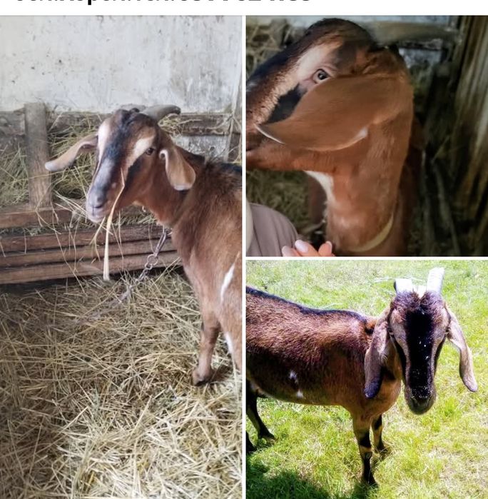 Кізочка Англонубійська два роки