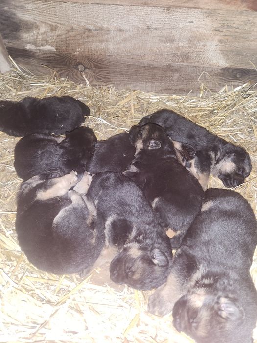 Продам щенков вівчарки