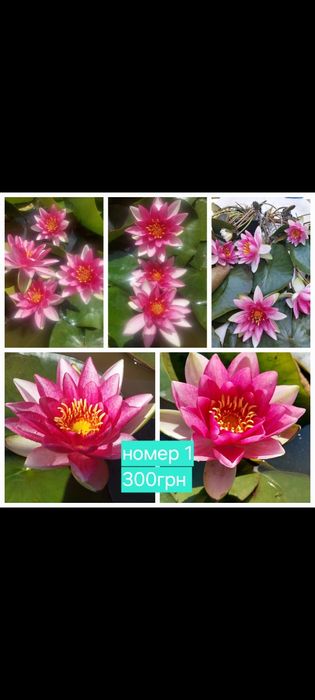 Німфеї, водяні лілії