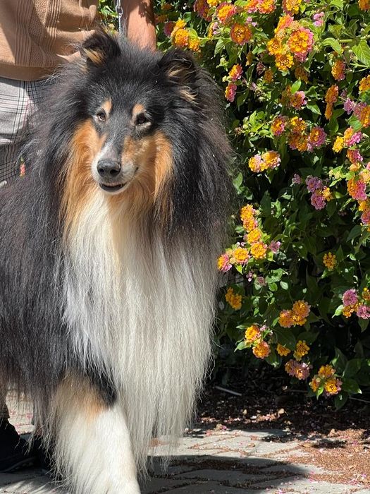 Maravilhosa rough collie