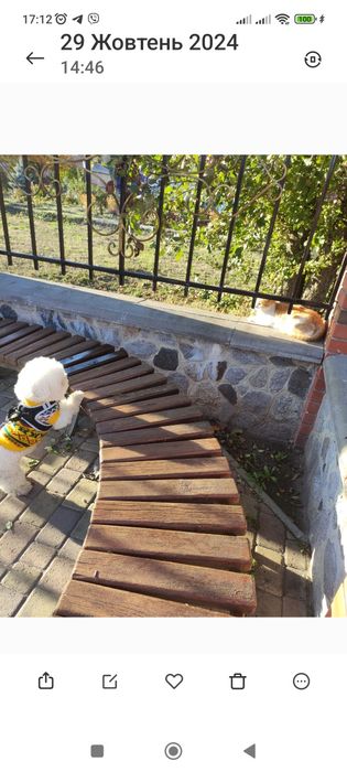 Дівчатка-бішончики