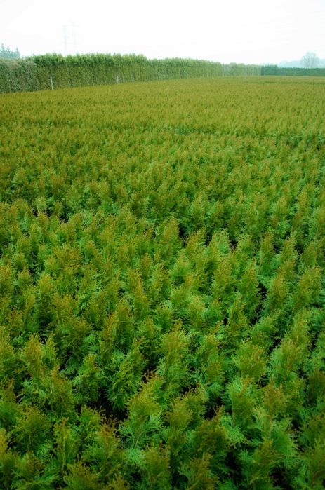 Tuja tuje szmaragd 60 - 80 cm  dostawa gratis