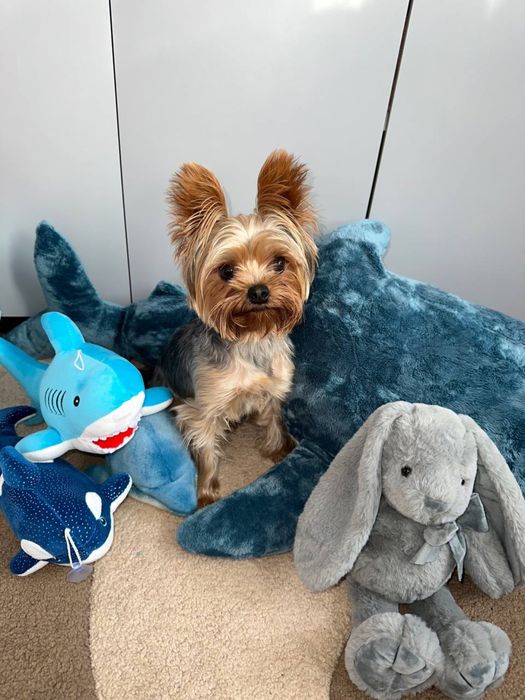 Хлопчик Йорк шукає дівчинку