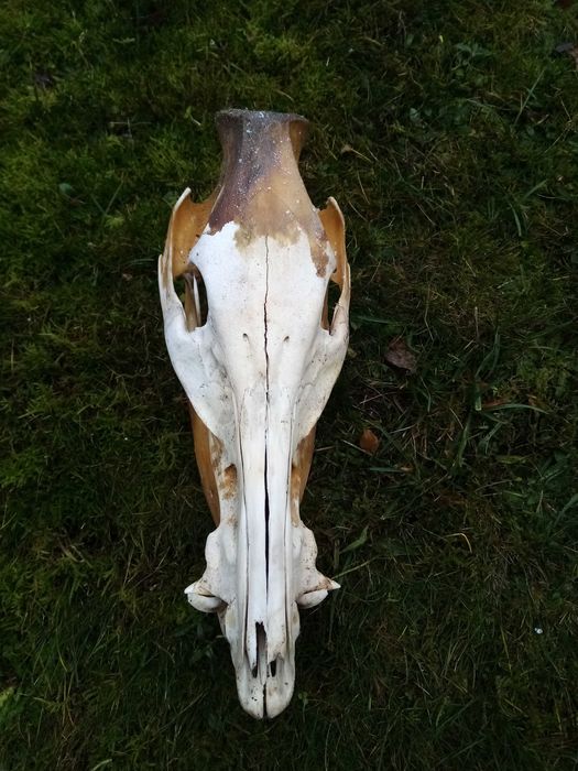 Czaszka dzik z grzybobrania