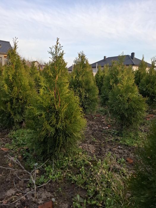 Tuja thuja szmaragd