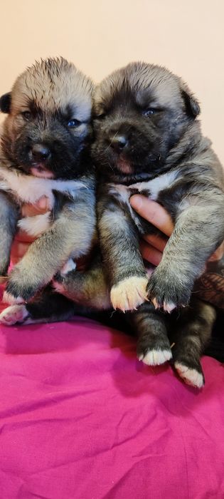 Знайомимося! Акітята