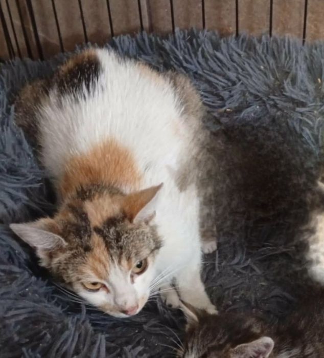 Dorosła kotka w schronisku szuka domu.