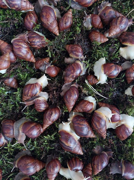 Равлик ахатина (12 і 8 місяців)