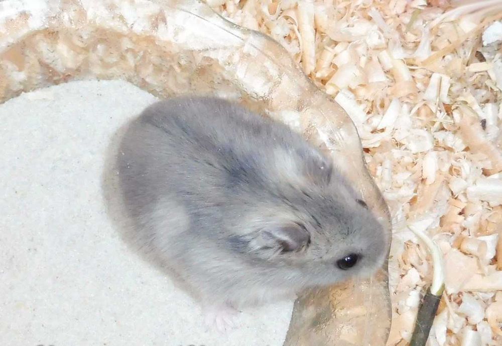 Джунгарские хомячки, хомяки, хомячата, хомяк, карликовые, джунгарики