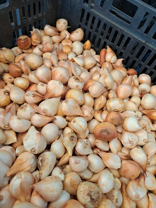 Продам детку тюльпана.