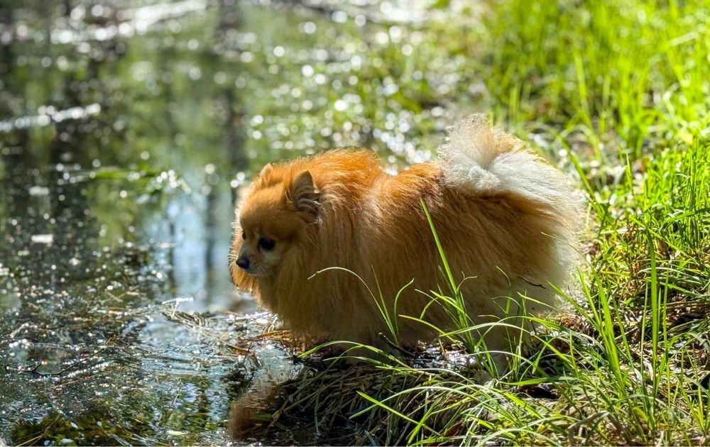 Opieka nad psem , kotem , hotel psi