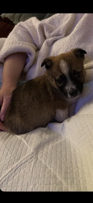 Oddam pieski, psy, szczeniaki, szczeniaczki