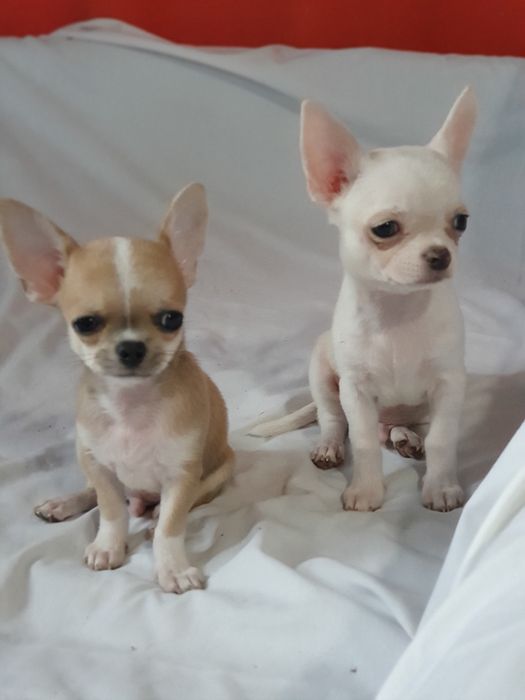 Мальчики чихуахуа