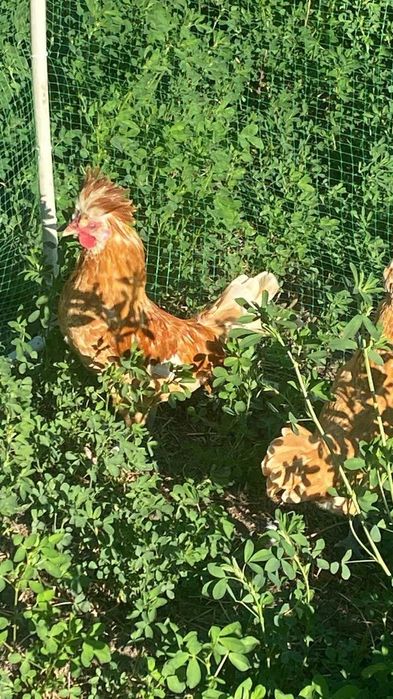 Падуан шамоа півник