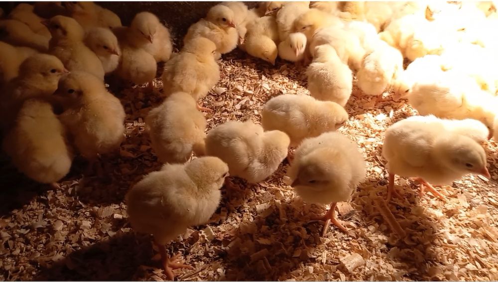 Бройлери кобб 500