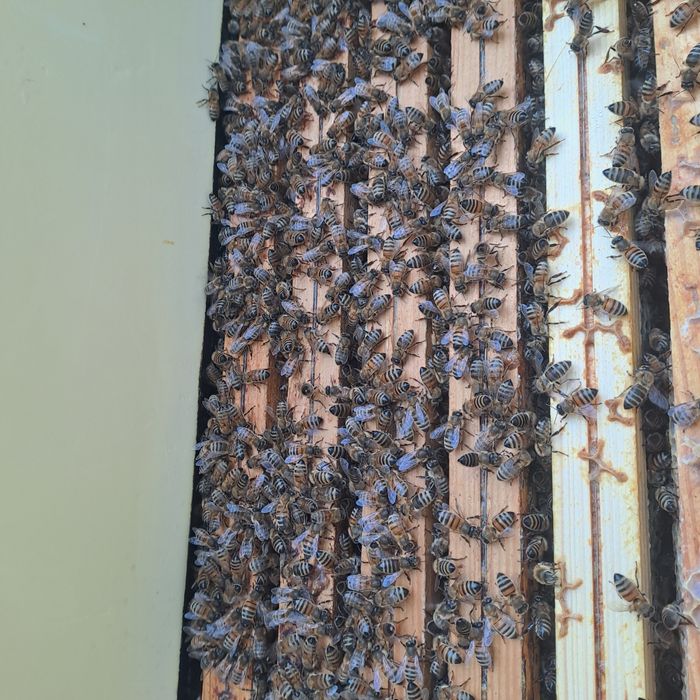 Sprzedam rodziny pszczele/odklady Ramka Dadant/Wielkopolska