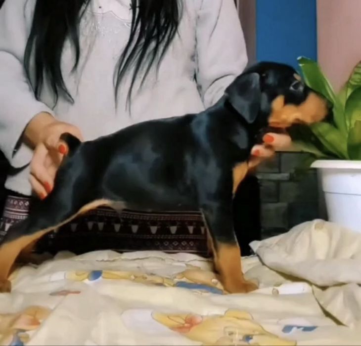 Немецкие пинчеры