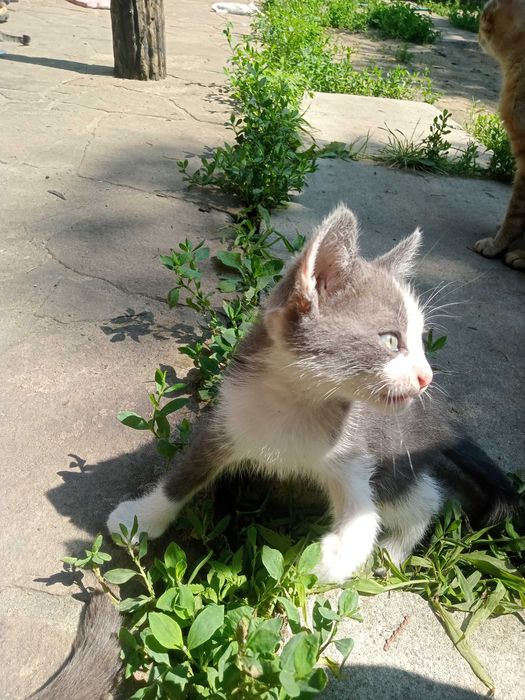 Отдам милых котиков бесплатно