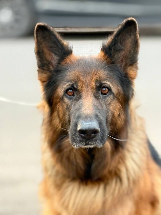 Відкрито попереднє бронювання цуценят