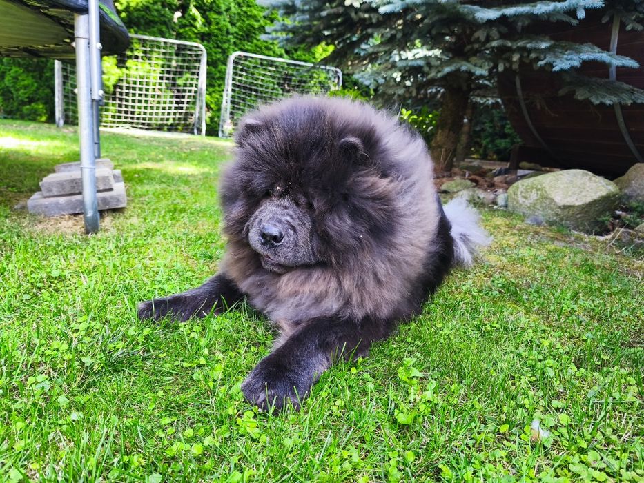 Chow chow niebieski piesek