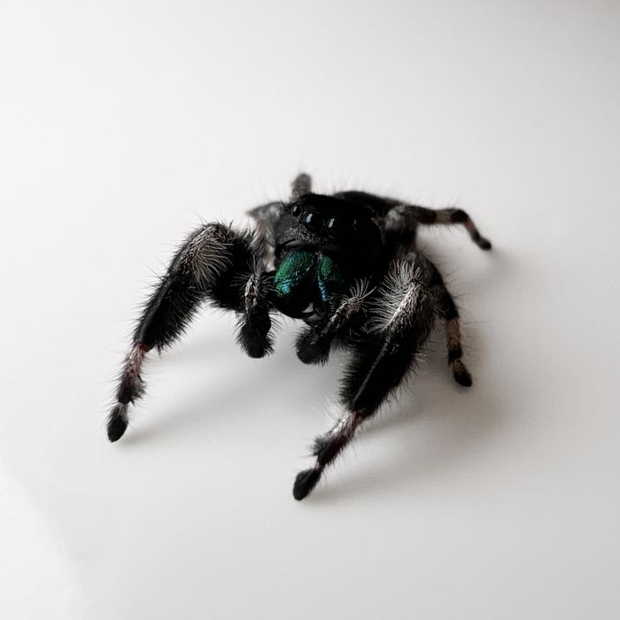 Skakun królewski (Phidippus Regius) Samiec Bahama White