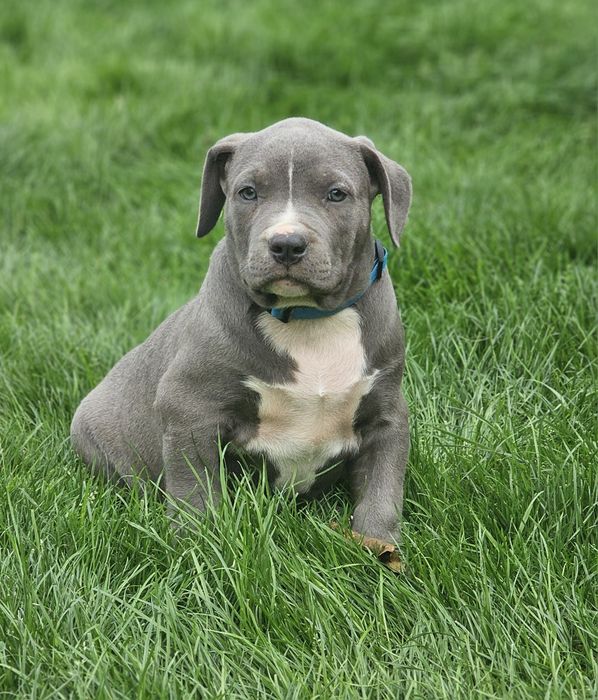 Piękny piesek american bully xl
