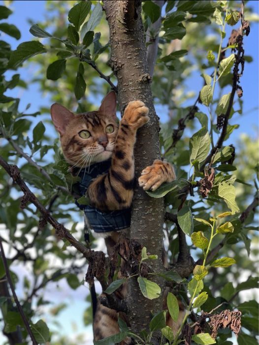 Бенгальський котик.Бенгал