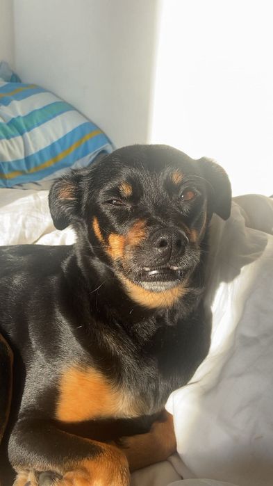 Sunia Tosia szuka domu. Adopcja darmowa