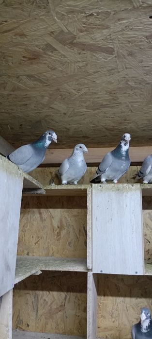 Gołębie staropolskie