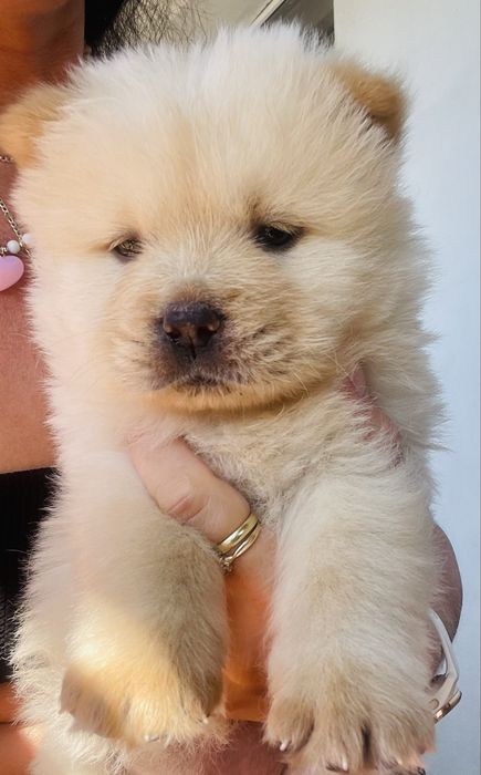 Piękne Chow Chow