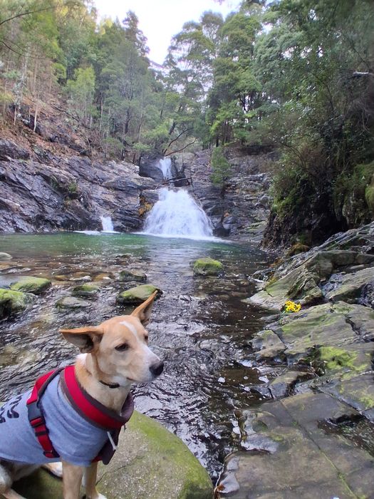 Cadela para adoção responsável