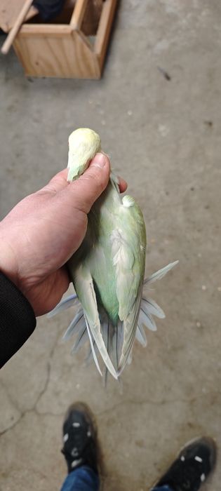 Ring necks Fêmea Adulta , Jandaya Fêmea, Aratinga sol