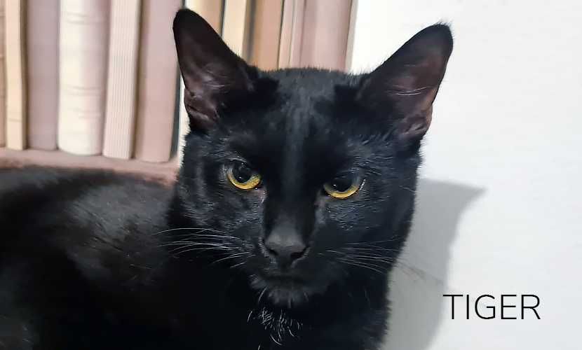 Słodki kocurek TIGER i RINO - kotki wychowane od małego z człowiekiem