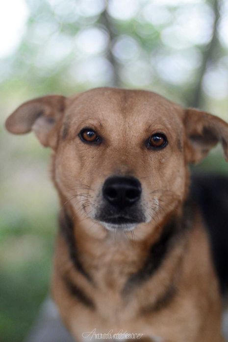 Aron - spokojny psiak szuka kochającego domu!