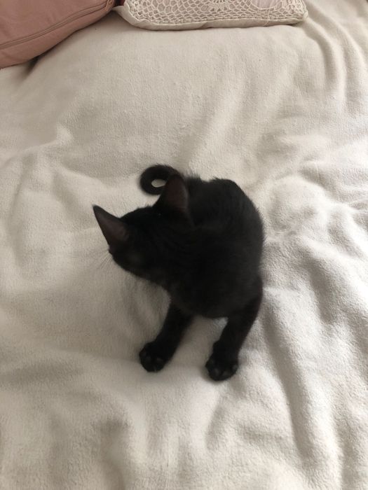 Kotek do adopcji