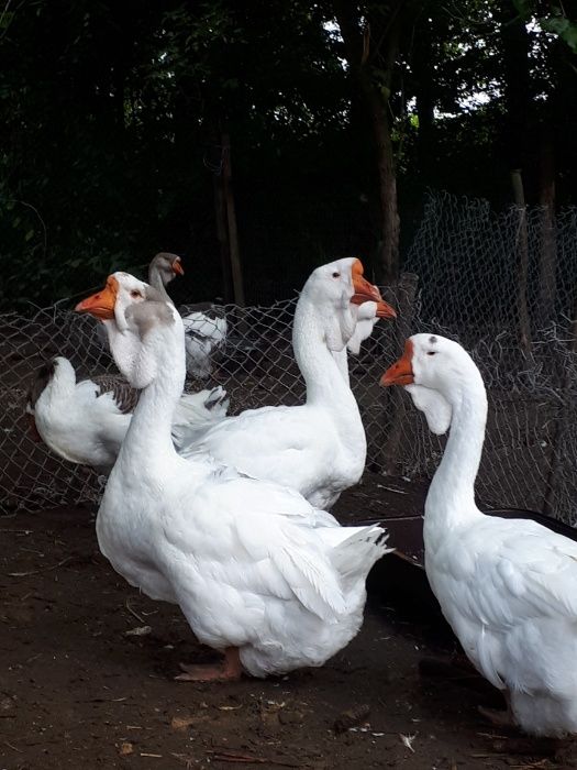Гуси холмогоры..