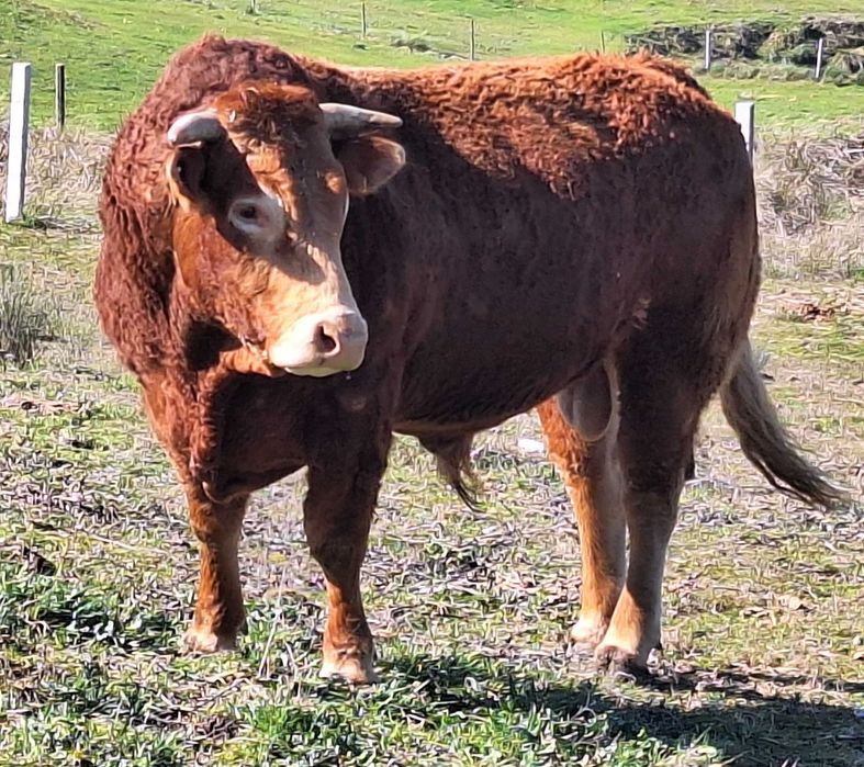 Boi Limousine Puro 4 anos -Guarda