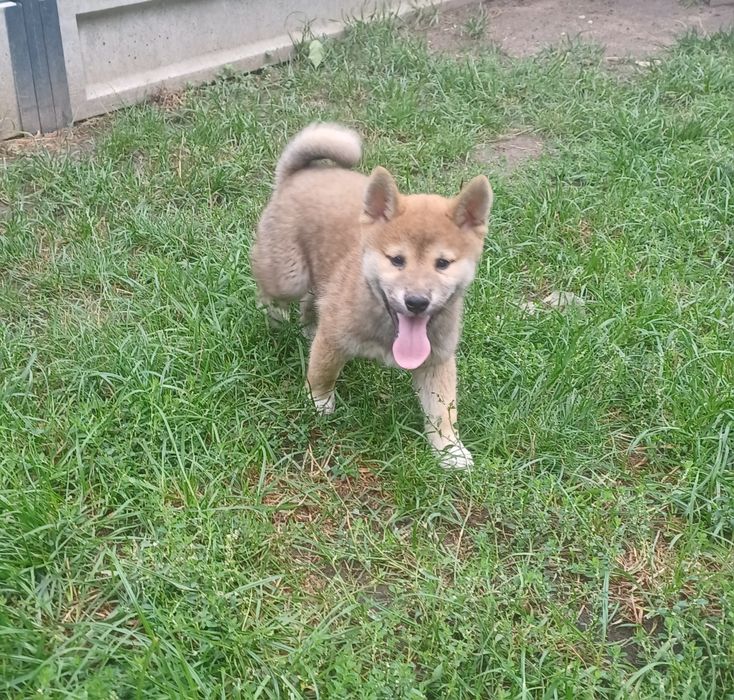 Shiba inu-Gotowy  na nowy dom