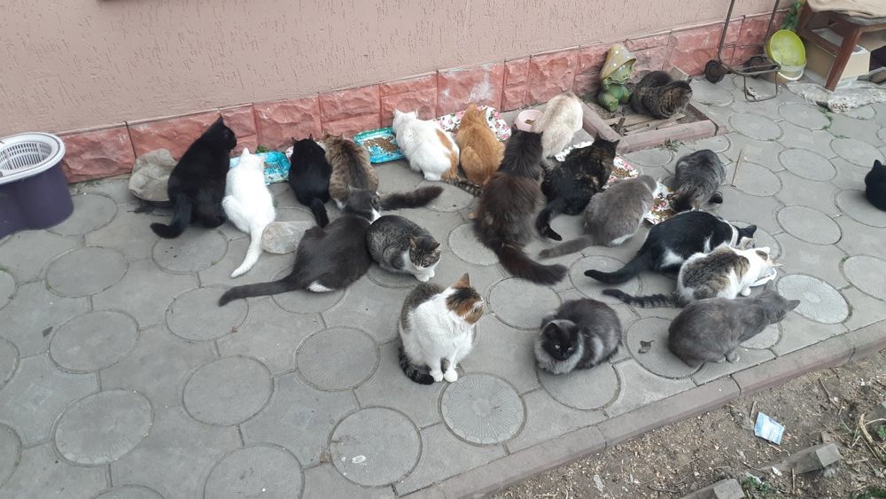 Прийму в дар для притулку з котиками .