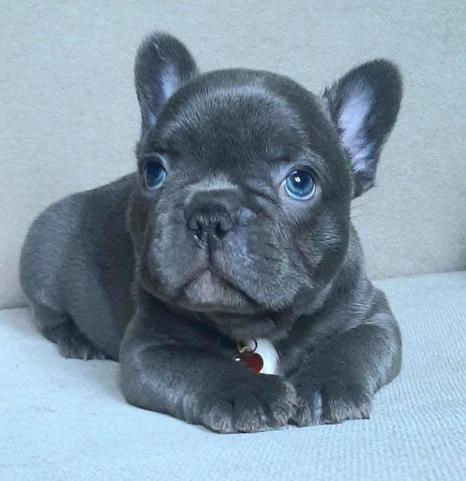 Buldog francuski chlopak