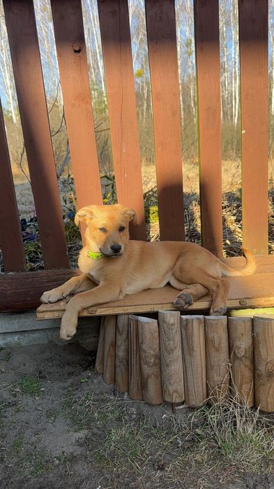 Pilnie oddam szczeniaka