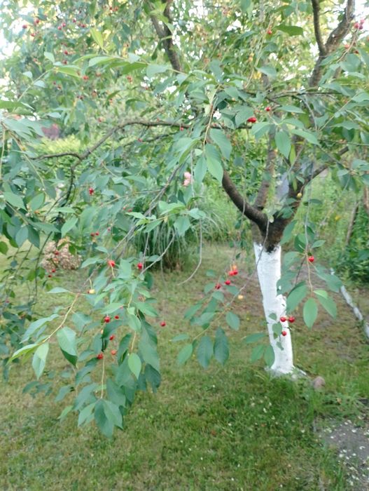 Działka ROD Reja 344 m² - Widok 5