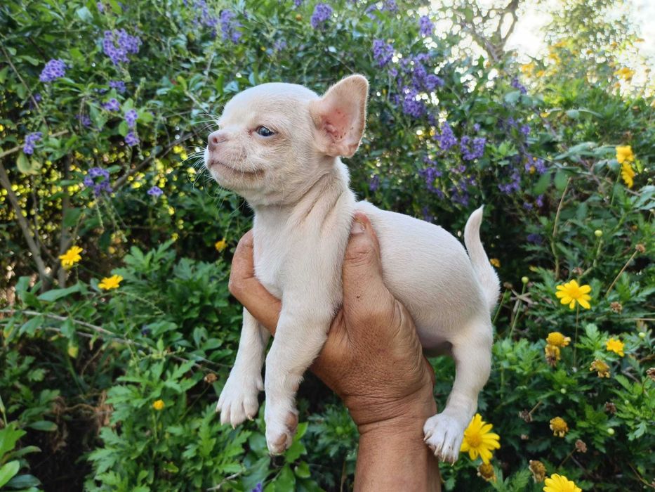 Chihuahua mini machinho pêlo curto