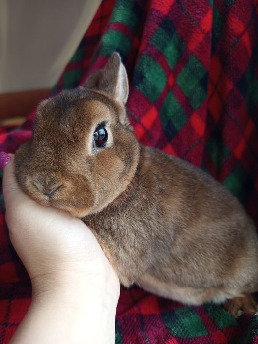 Królik karzełek Rex