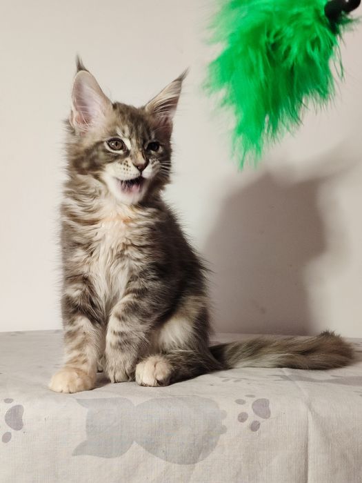 Мейн-кун дівчинка