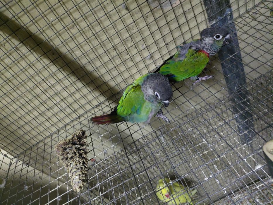 Casal de pyrrhuras lepidas
