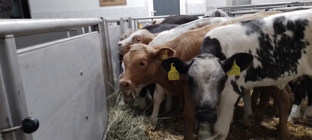 Sprzedam cielaki miesne cala Polska Piotrków Kujawski