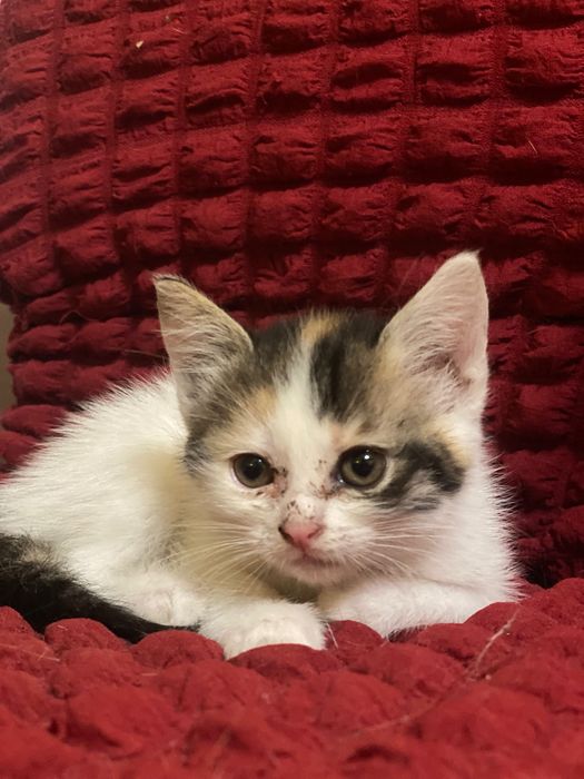 Кошенята ,1,5 міс шукають родину