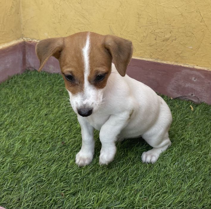 Fêmea Jack Russell