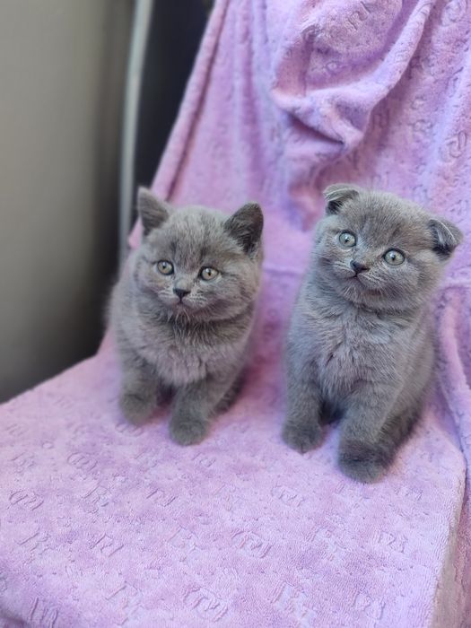 Шотландские котята